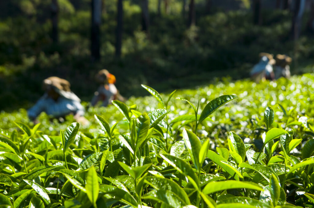 tea pickers working at kerela india.